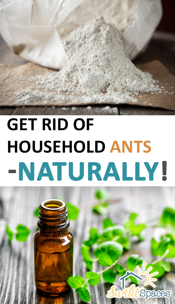 Get Rid of Household Ants--Naturally! – Sunlit Spaces | DIY Home Decor