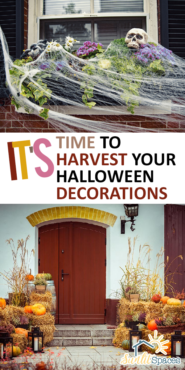 It's Time to Harvest Your Halloween Decorations