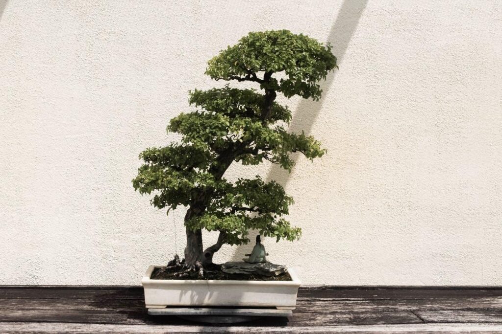 Japanese home décor includes bonsai trees